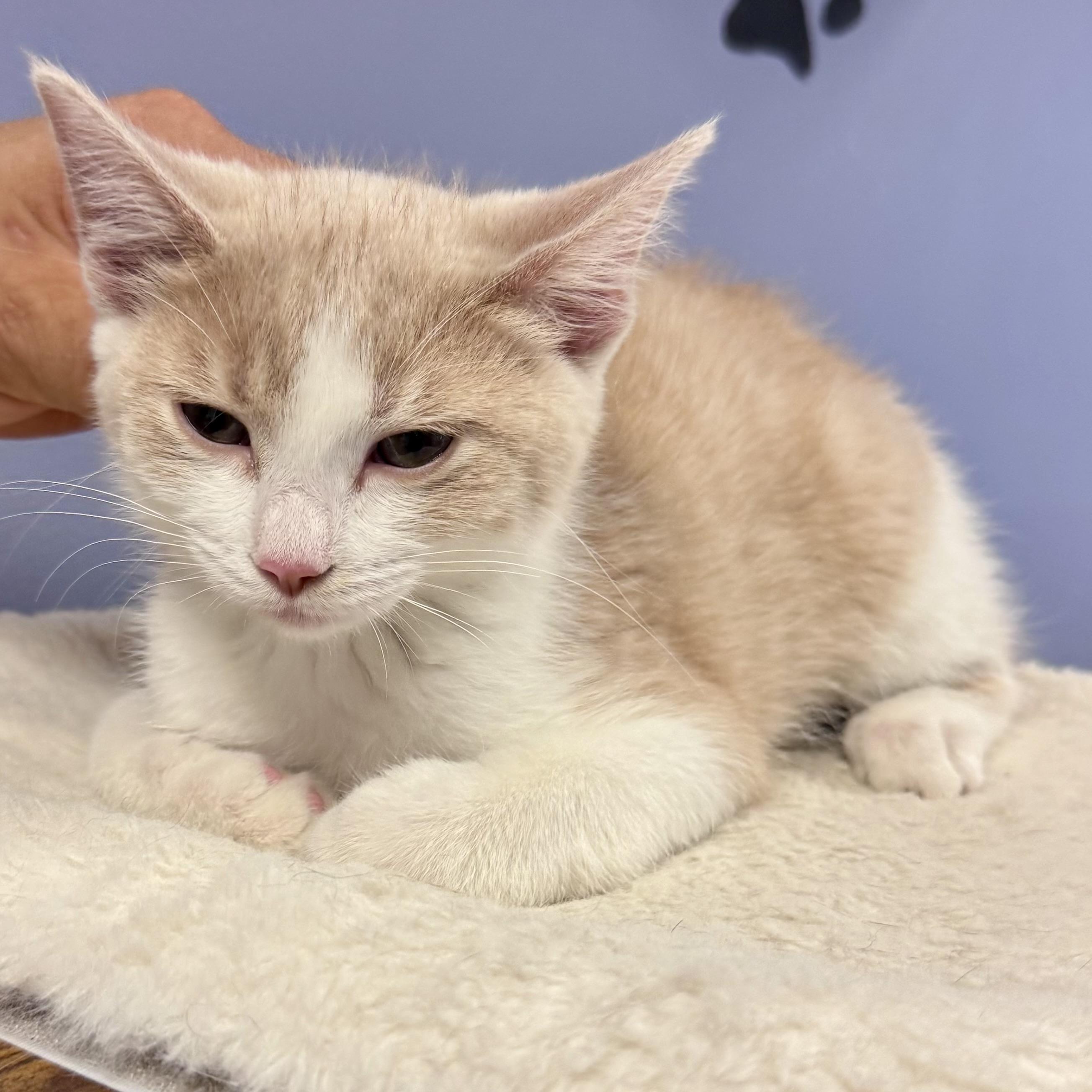 OLIVIA, a Adoptable mixed breed in Wilmington, OH image 3/4