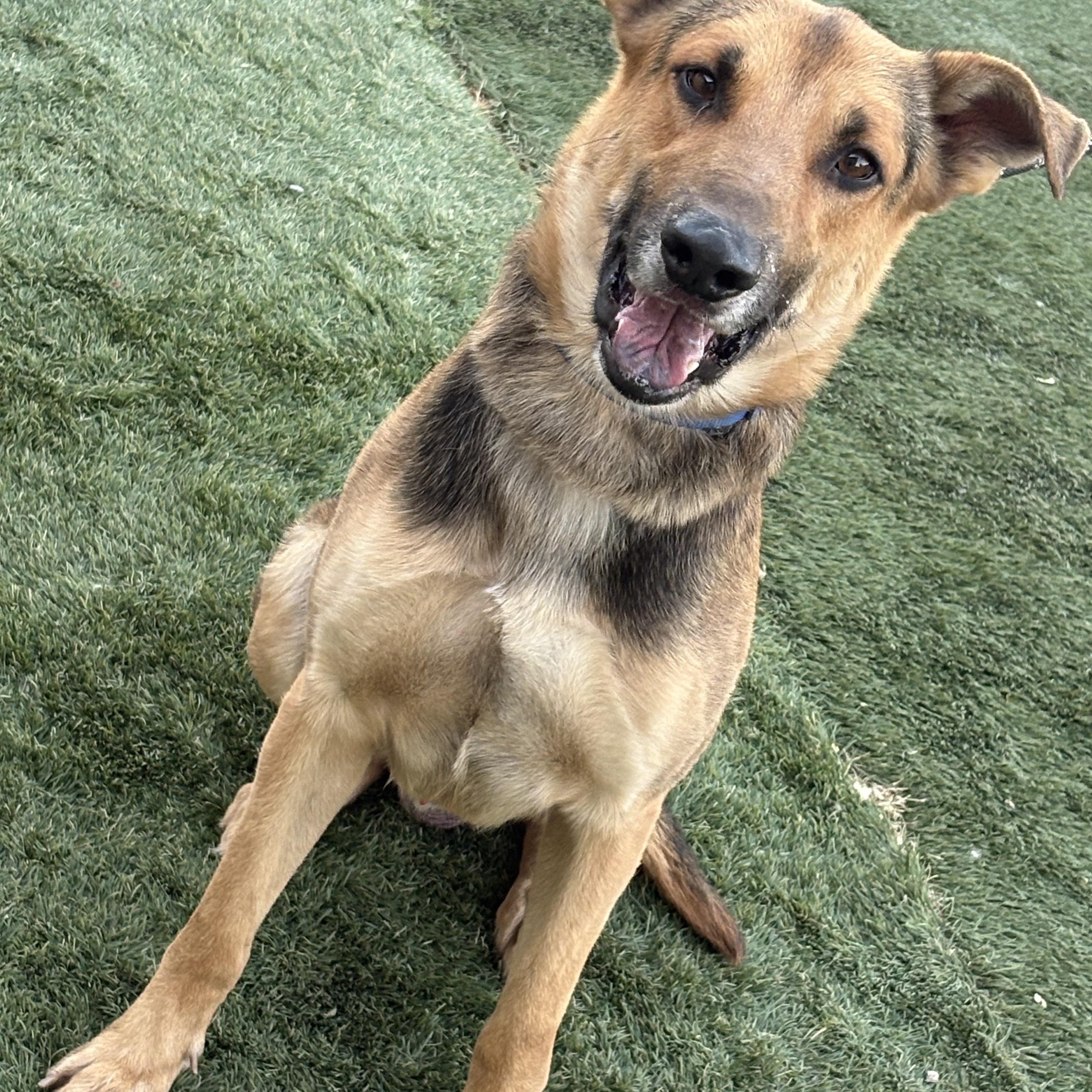Toby, Adoptable, Young Male German Shepherd Dog.