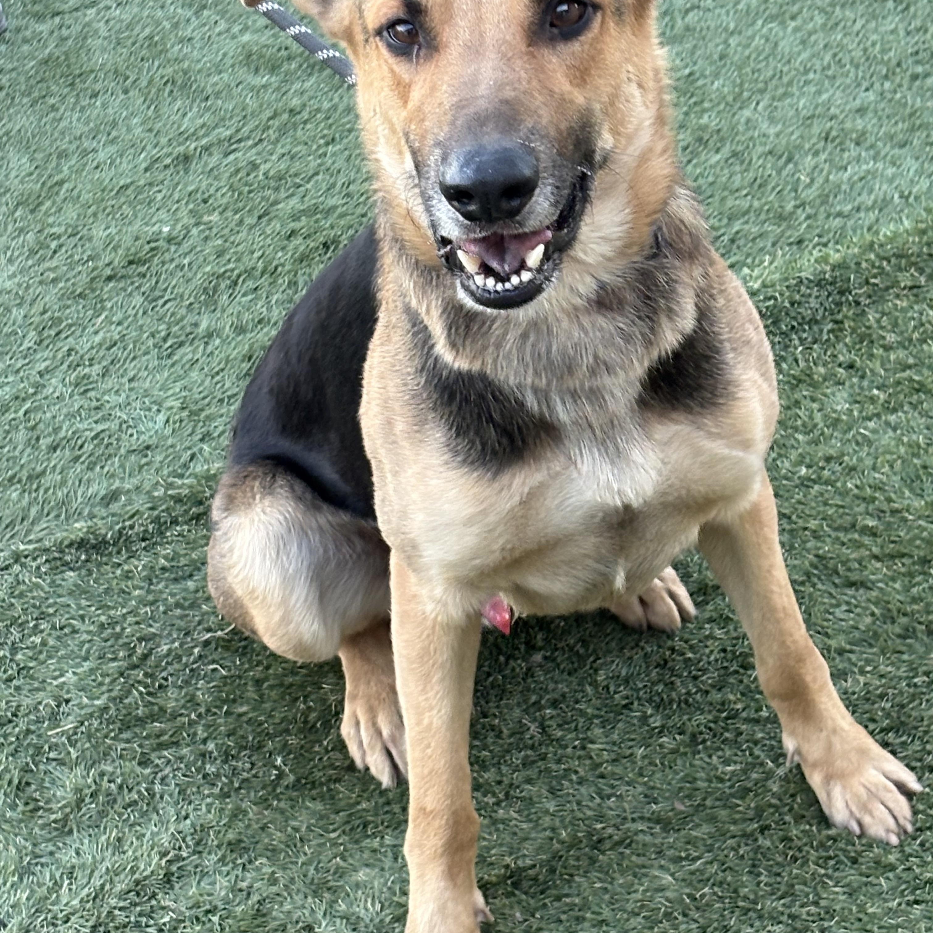 Enlarge Toby, a Adoptable mixed breed in oriskany, NY image 3/5