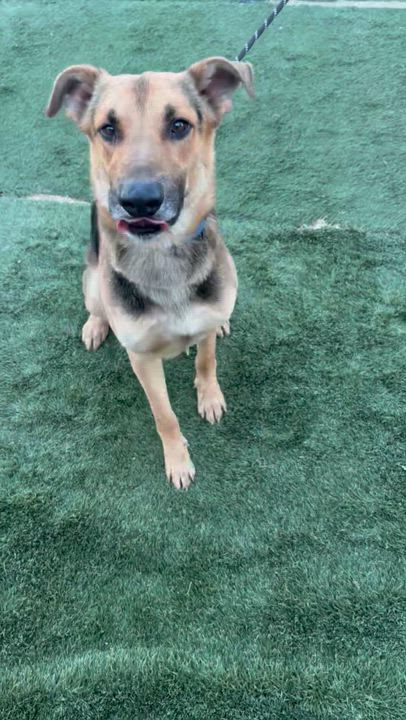 Enlarge Toby, a Adoptable mixed breed in oriskany, NY video 2/2