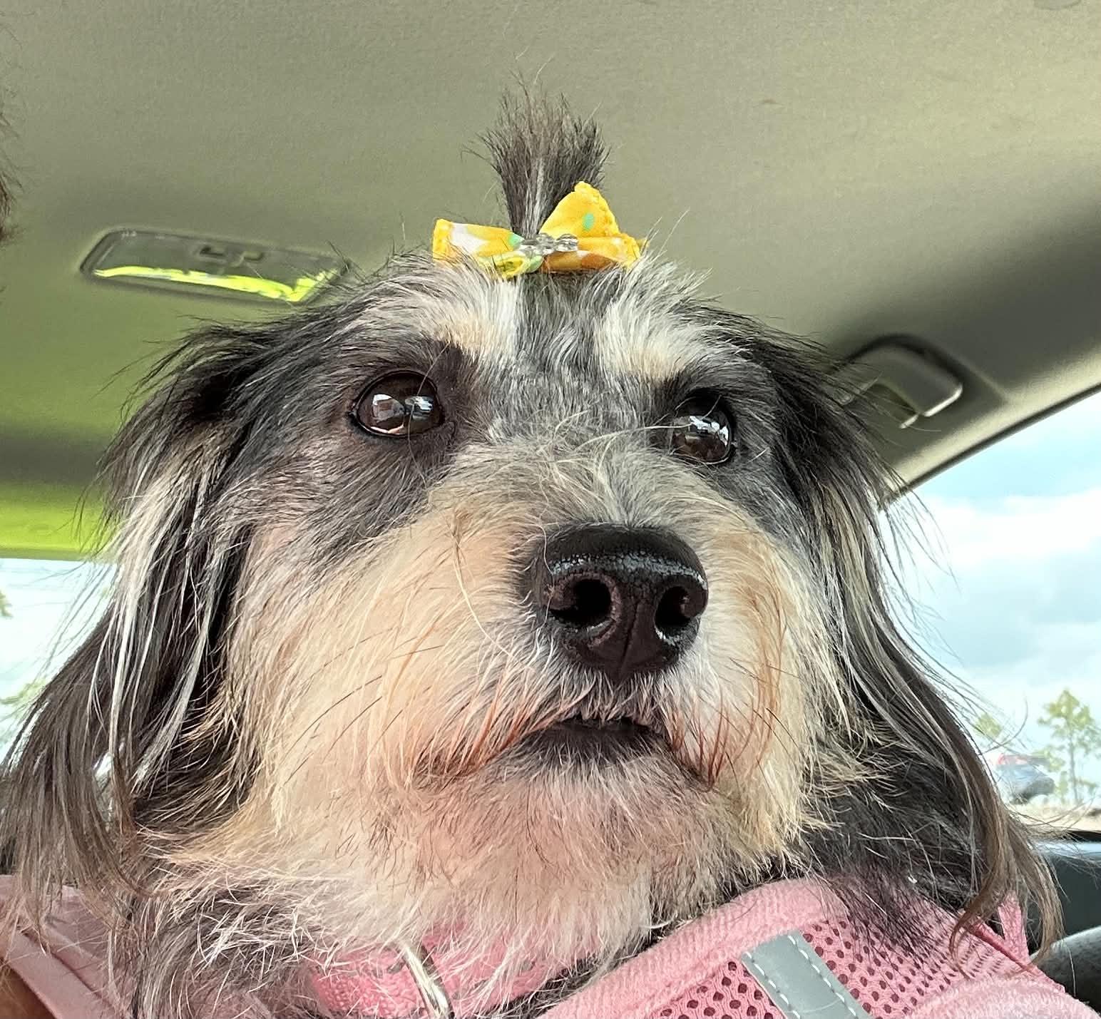 Enlarge ChiChi, a Adoptable Norfolk Terrier in Wilmington, NC image 1/5