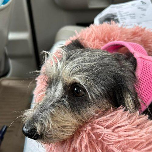 Enlarge ChiChi, a Adoptable Norfolk Terrier in Sanford, NC image 2/5