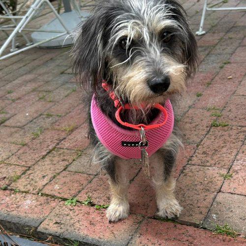 Enlarge ChiChi, a Adoptable Norfolk Terrier in Sanford, NC image 3/5