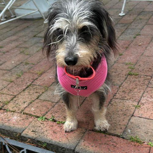 Enlarge ChiChi, a Adoptable Norfolk Terrier in Sanford, NC image 5/5