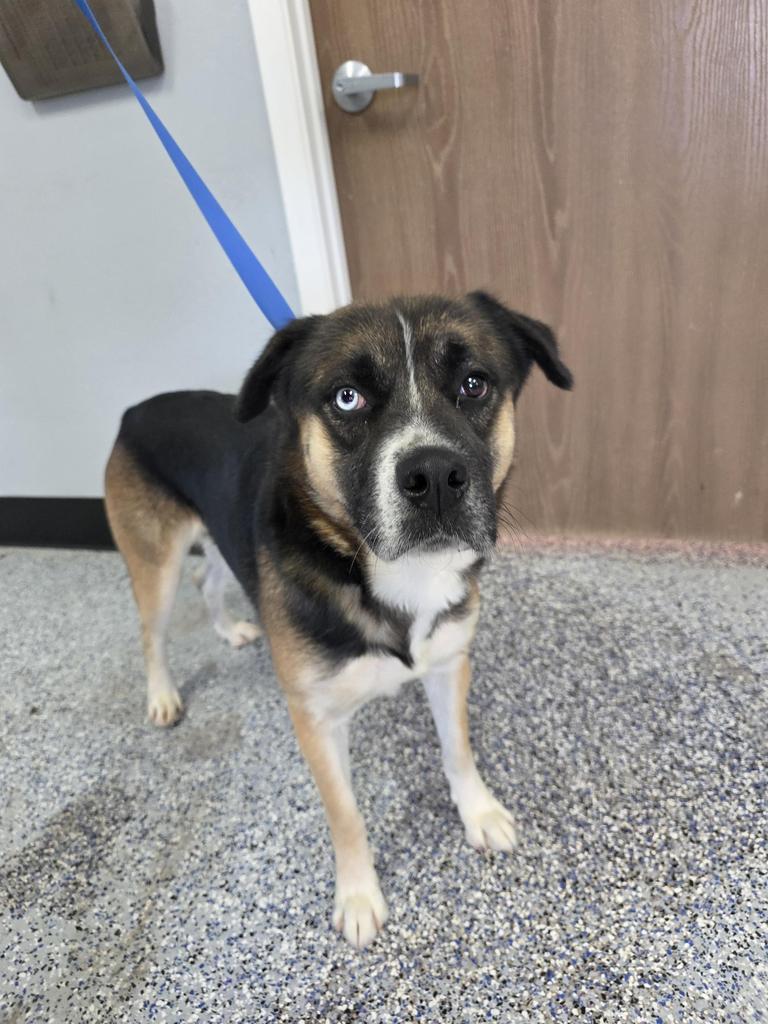Enlarge Buddie, a Adoptable mixed breed in Holbrook, AZ image 1/1