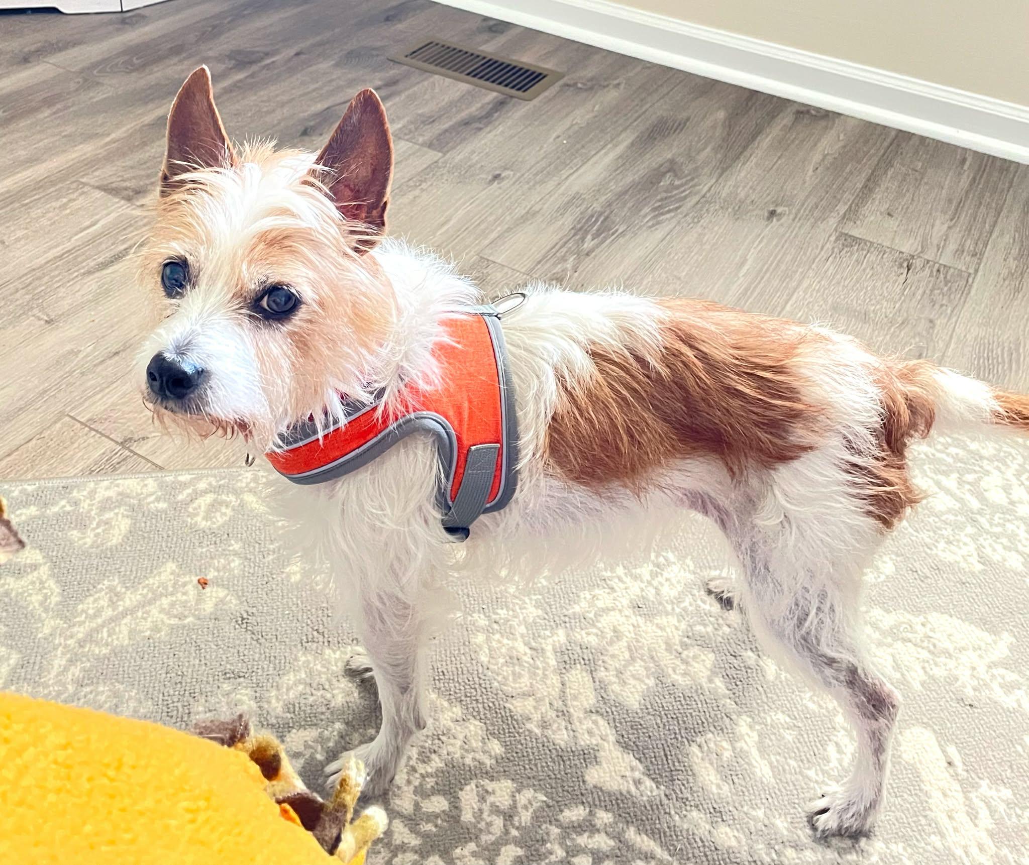 Enlarge Princess, an adopted Terrier in Franklin, IN image 2/3