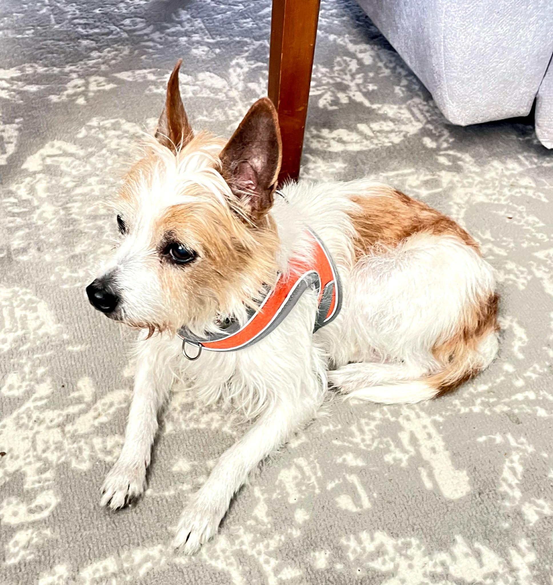 Enlarge Princess, an adopted Terrier in Franklin, IN image 3/3