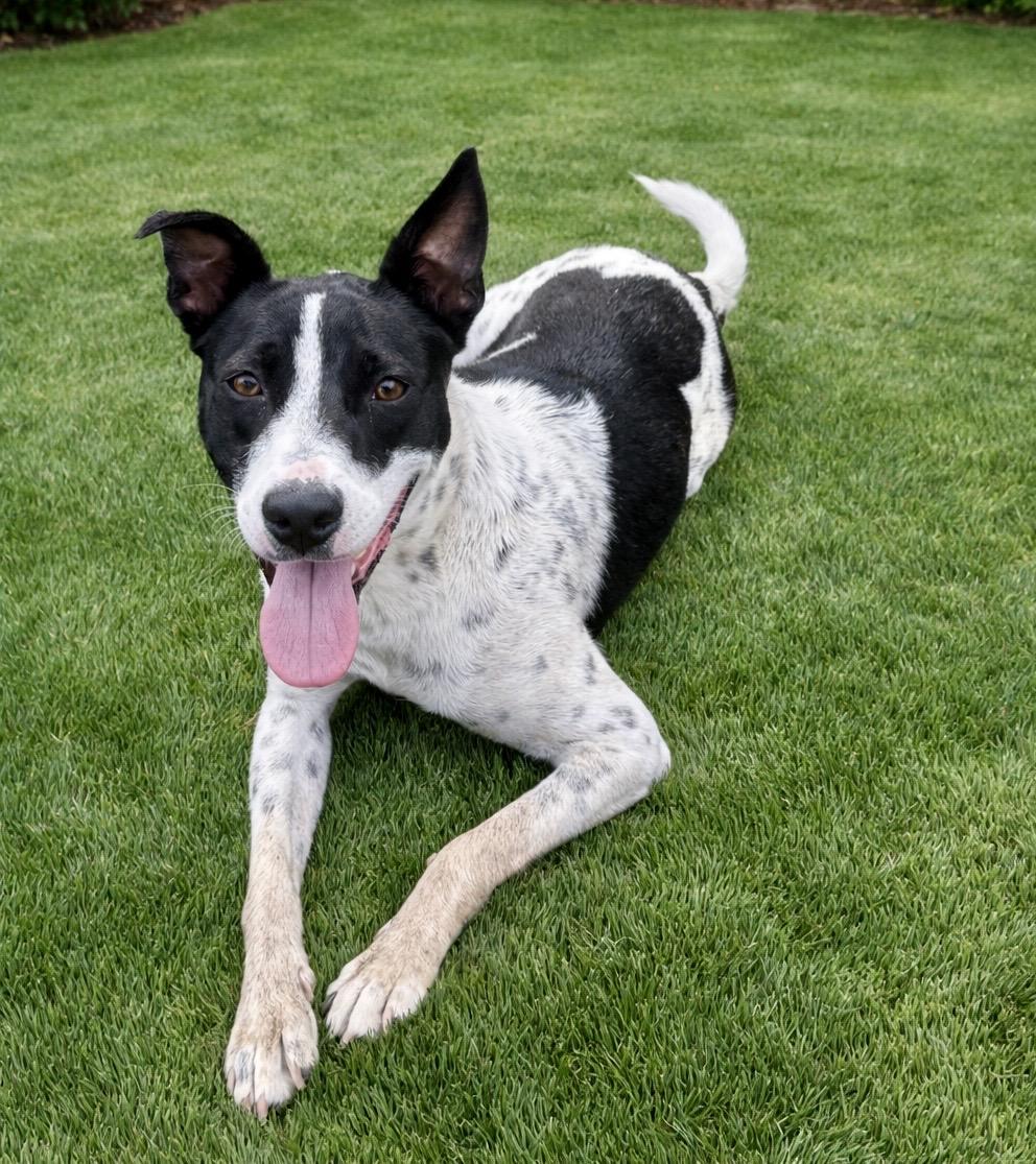 Ladybug, Adoptable, Young Female Cattle Dog.