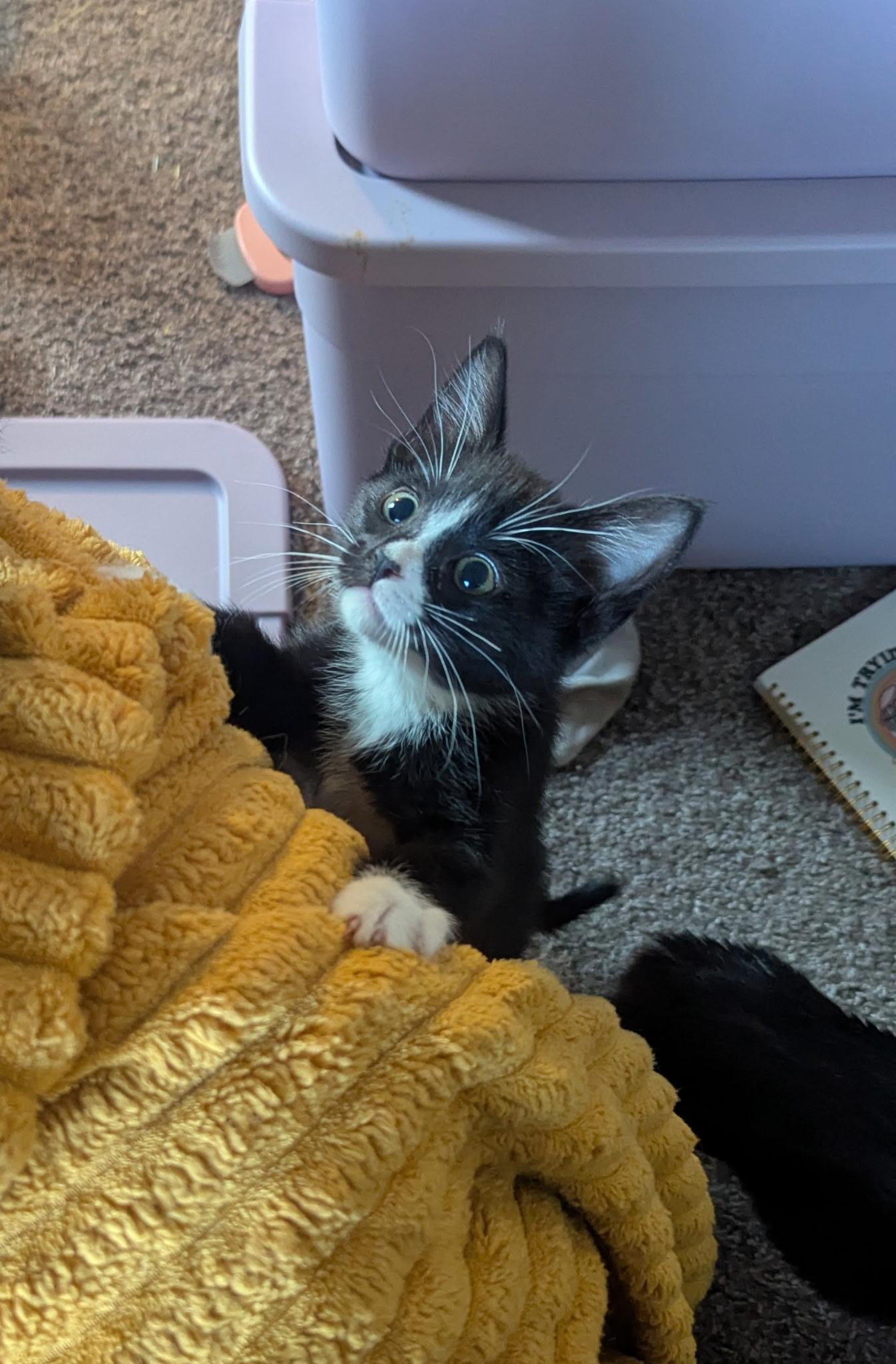 Asparagus, Baby Male Domestic Short Hair