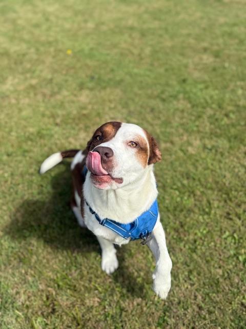Zeek, Adoptable, Adult Male Basset Hound & Pit Bull Terrier.