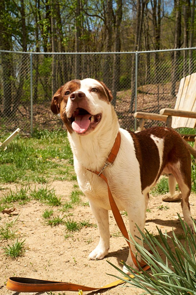 Zeek, Adoptable, Adult Male Basset Hound & Pit Bull Terrier.