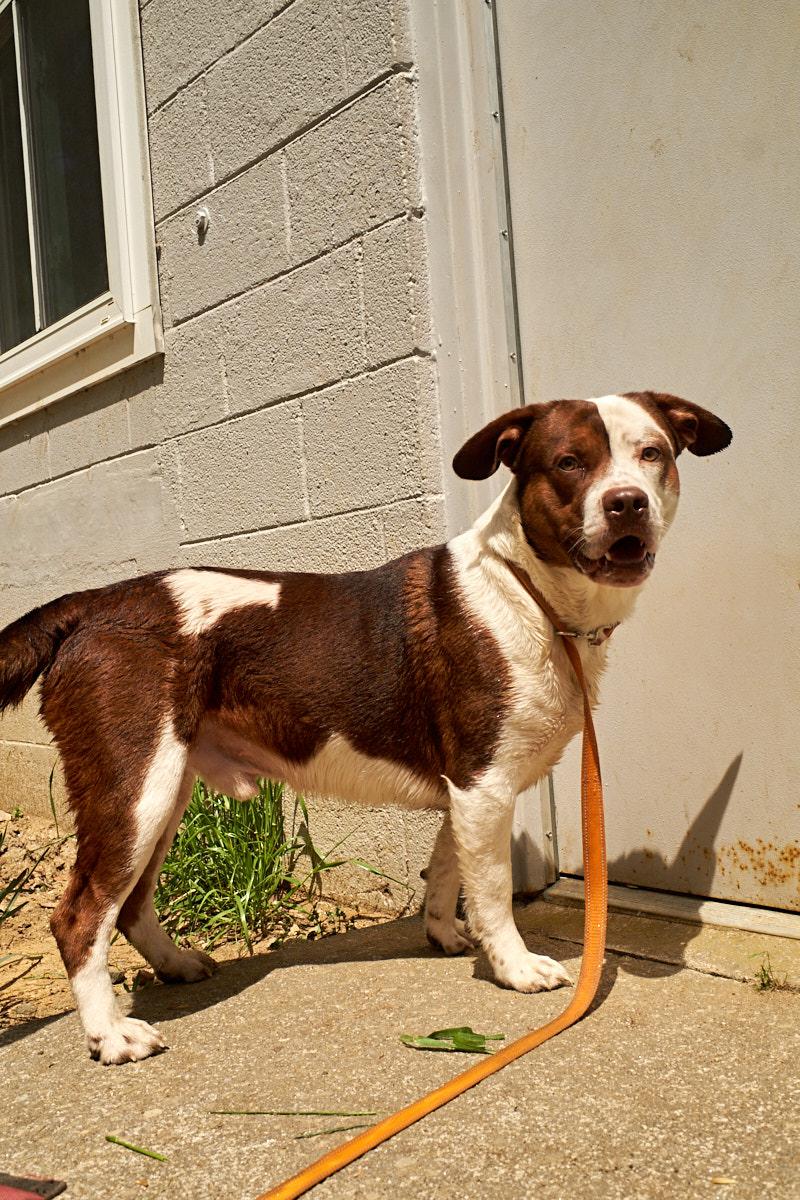 Enlarge Zeek, a Adoptable mixed breed in Floyd, VA image 3/6
