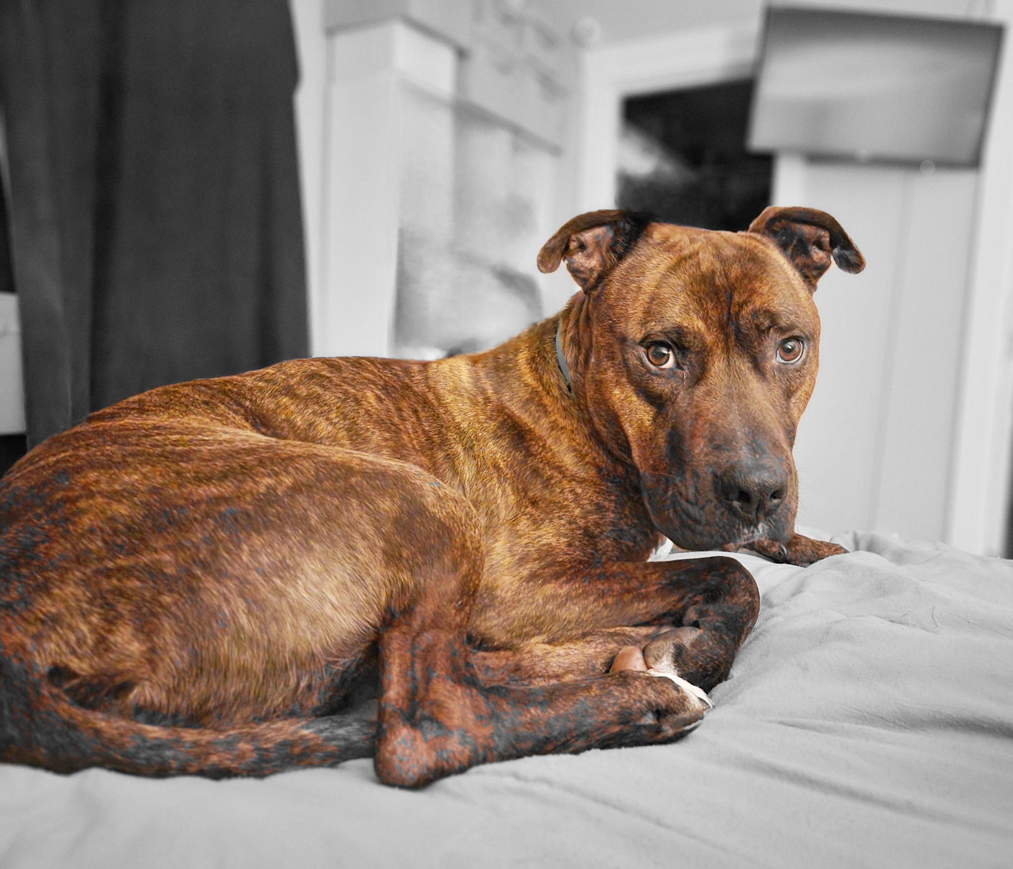 Tigger-FOSTER NEEDED, Adoptable, Adult Male American Staffordshire Terrier.
