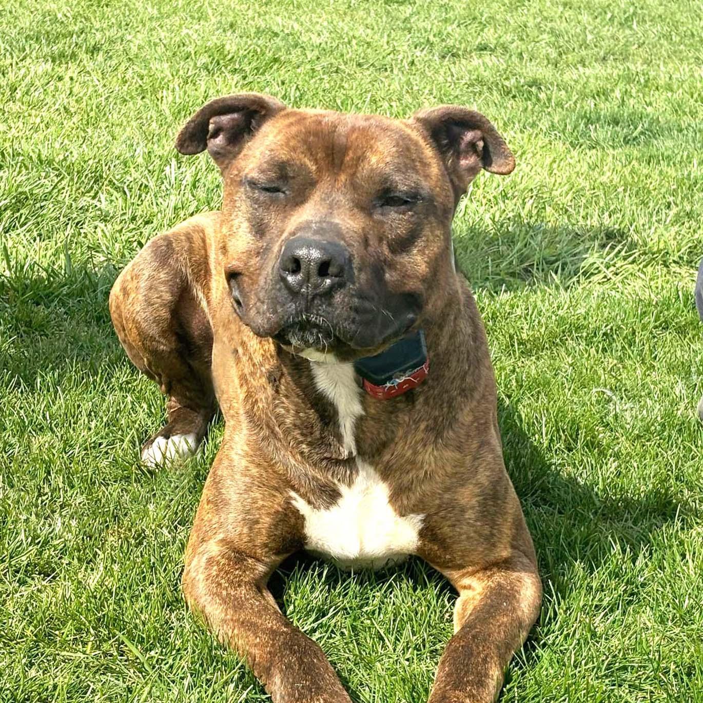 Enlarge Tigger-FOSTER NEEDED, a Adoptable American Staffordshire Terrier in West Richland, WA image 2/6