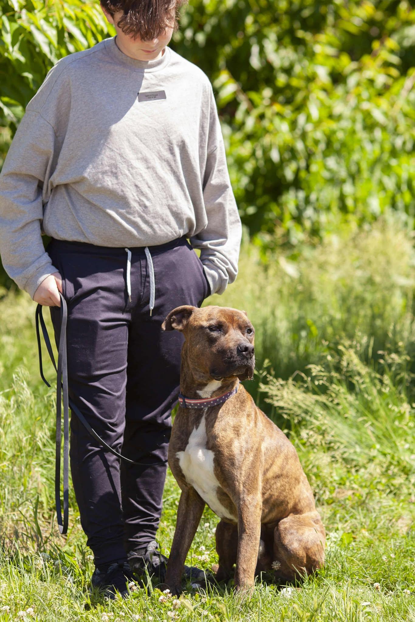 Enlarge Tigger-FOSTER NEEDED, a Adoptable American Staffordshire Terrier in West Richland, WA image 5/6