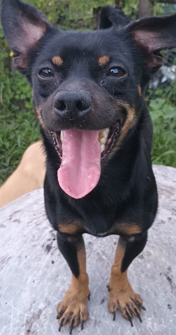 Max, a Adoptable mixed breed in Boca Raton, FL image 4/4