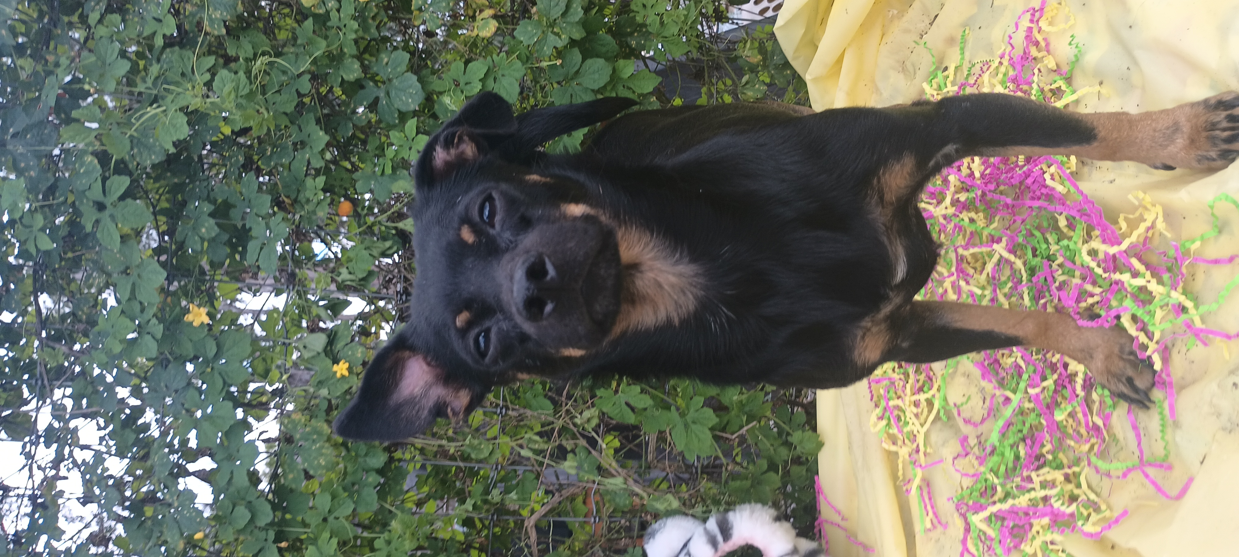 Max, a Adoptable mixed breed in Boca Raton, FL image 1/4