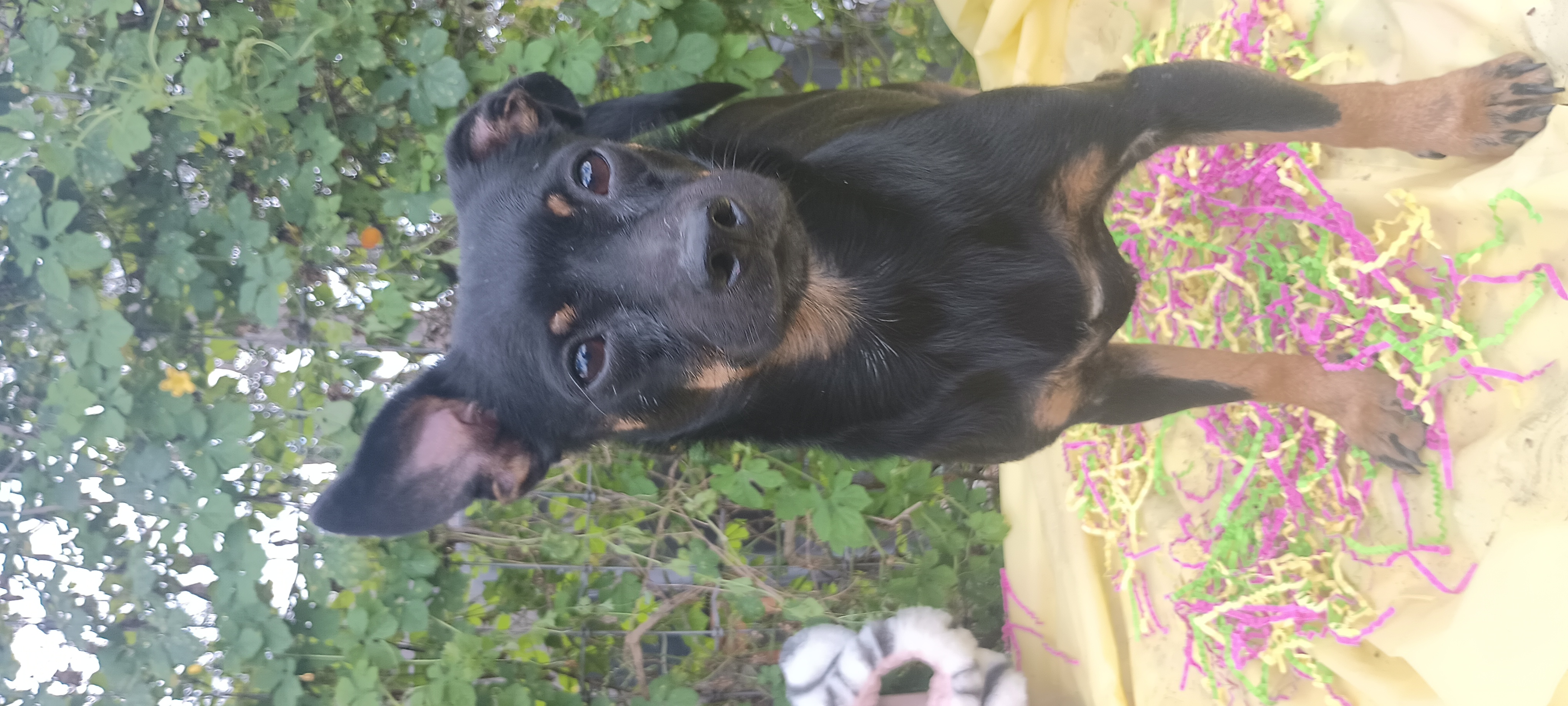 Max, a Adoptable mixed breed in Boca Raton, FL image 2/4