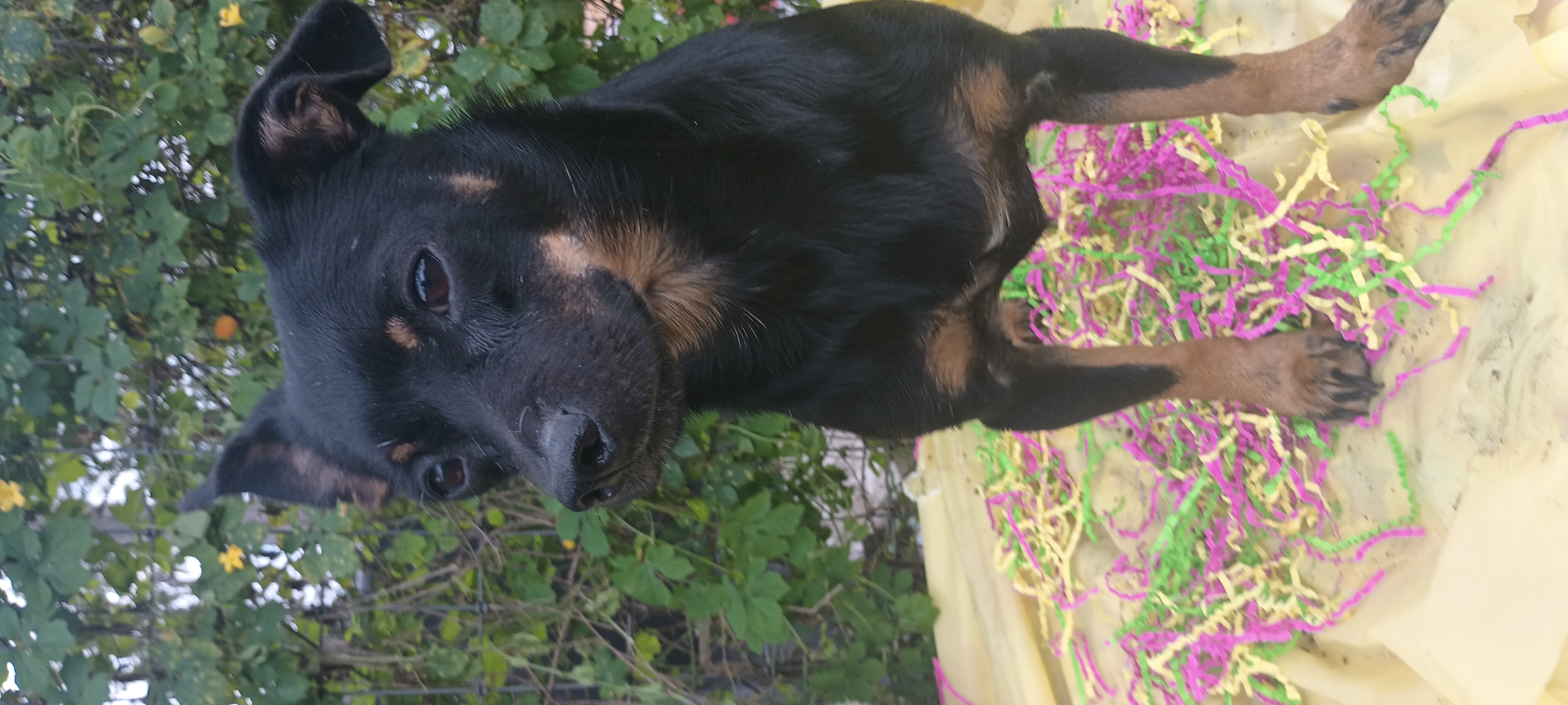 Max, a Adoptable mixed breed in Boca Raton, FL image 3/4