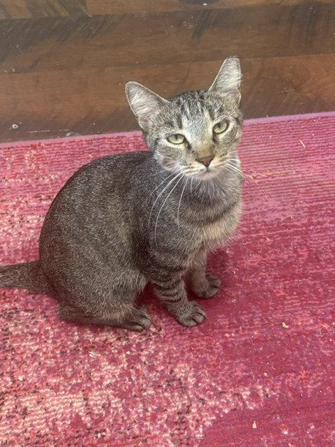 Enlarge Victoria (Courtesy), a Adoptable Domestic Short Hair in Dripping Springs, TX image 1/3