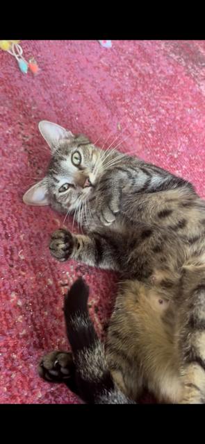 Enlarge Victoria (Courtesy), a Adoptable Domestic Short Hair in Dripping Springs, TX image 2/3