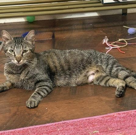 Enlarge Victoria (Courtesy), a Adoptable Domestic Short Hair in Dripping Springs, TX image 3/3