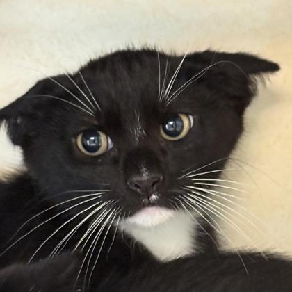 Enlarge Bissell, a Adoptable Domestic Short Hair in Lansing, MI image 2/2