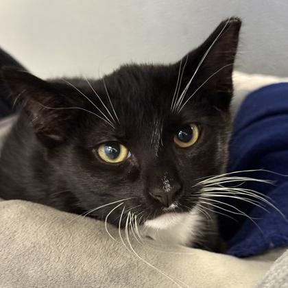 Enlarge Bissell, a Adoptable Domestic Short Hair in Lansing, MI image 1/2