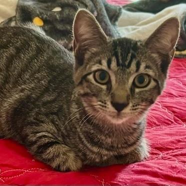 Tobie, Adoptable, Young Male Domestic Short Hair.