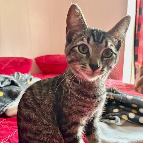 Enlarge Tobie, a Adoptable Domestic Short Hair in Jupiter, FL image 2/2