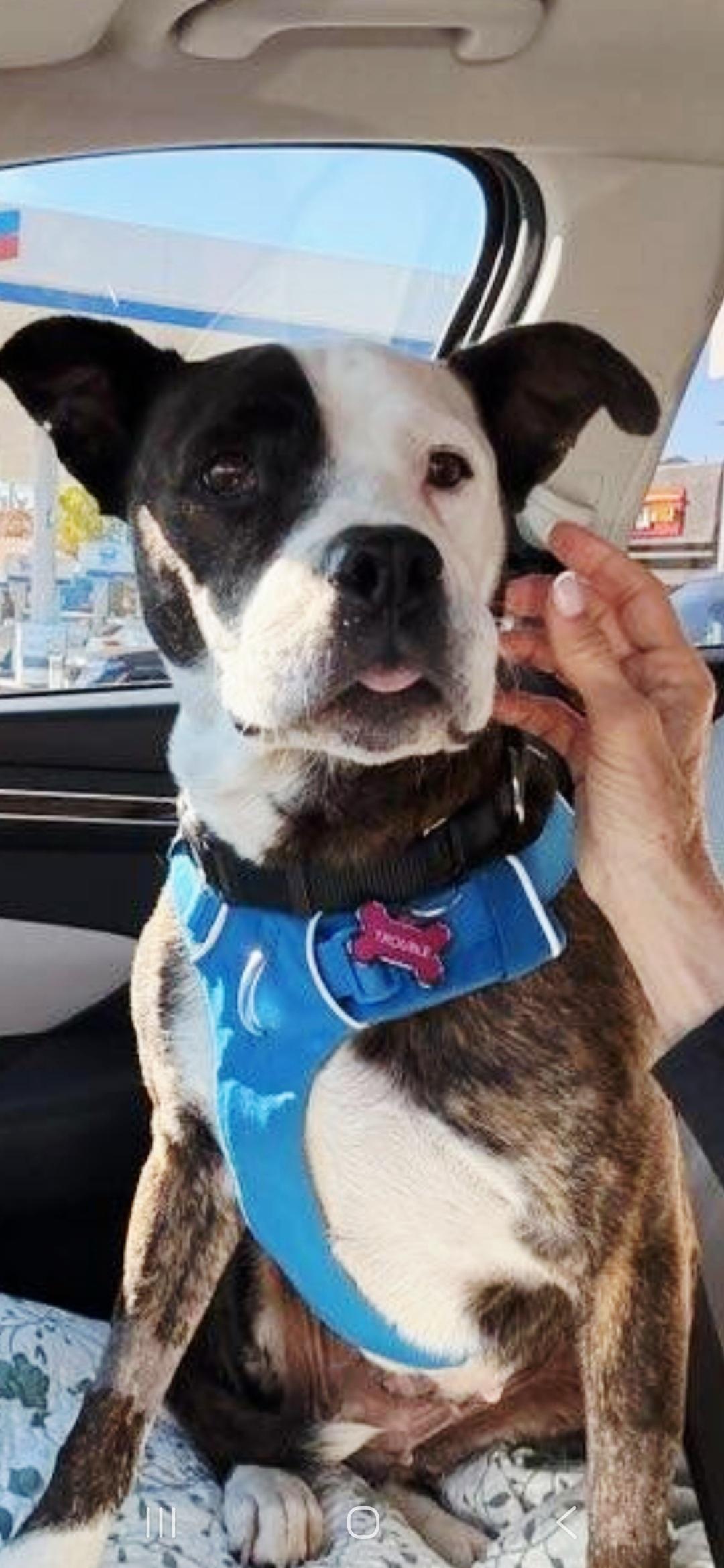 Ms Tee Loves Females and Dogs, ADOPTABLE, Adult Female Pit Bull Terrier & American Staffordshire Terrier.