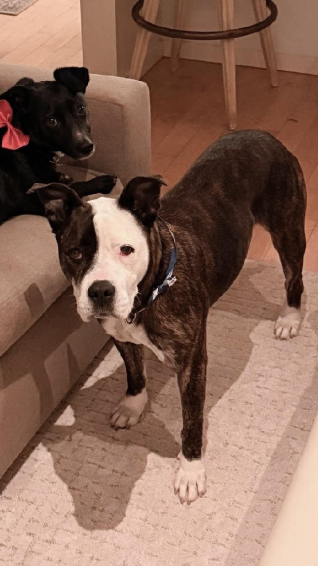 Enlarge Miss Tee Loves Females and Dogs, a ADOPTABLE mixed breed in Venice, CA image 3/6