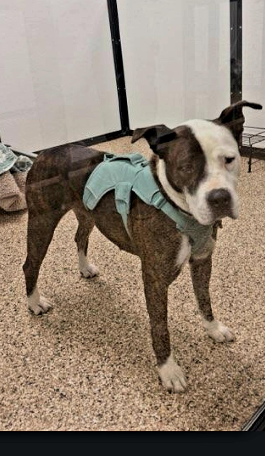 Enlarge Miss Tee Loves Females and Dogs, a ADOPTABLE mixed breed in Venice, CA image 5/6