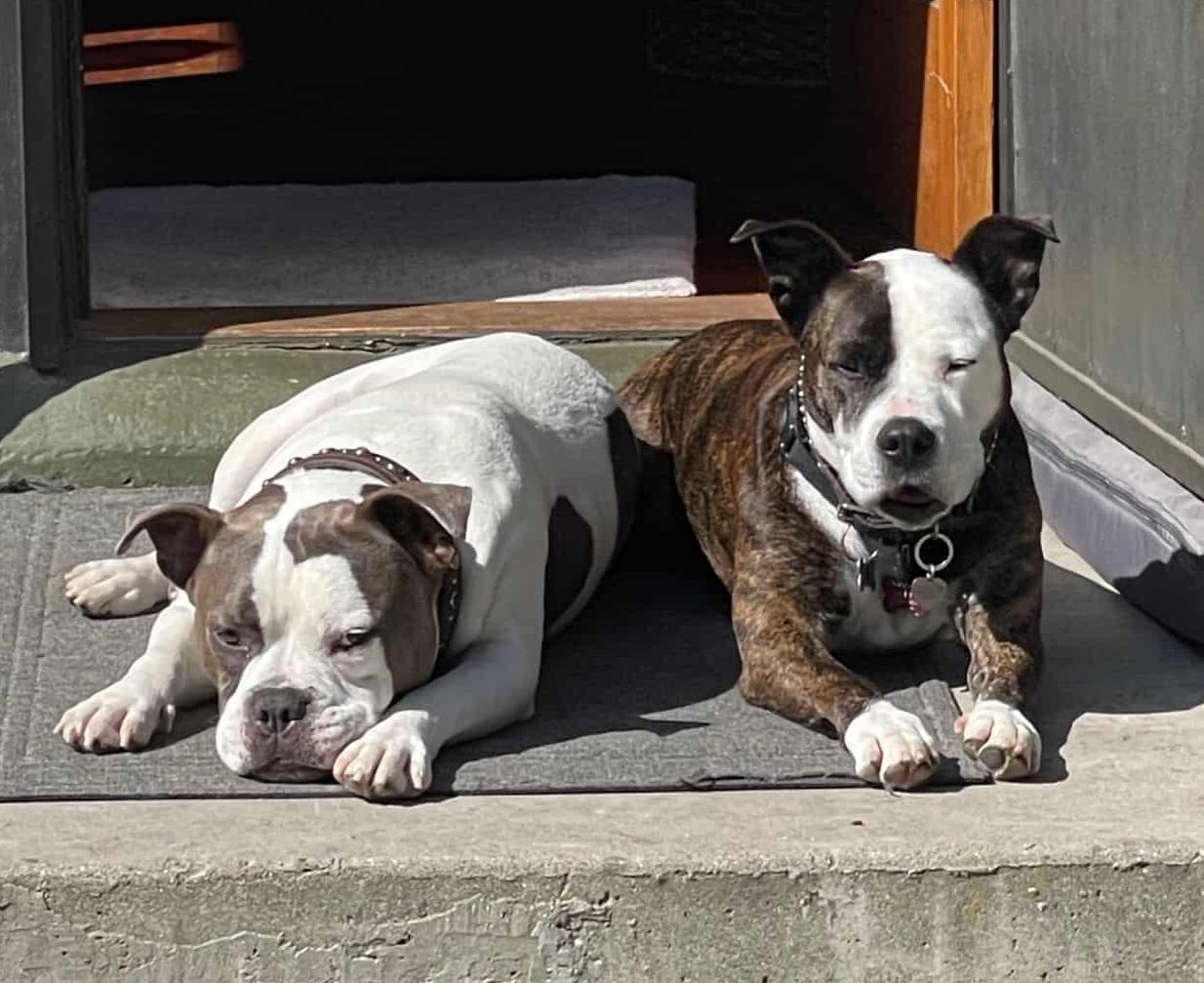 Enlarge Miss Tee Loves Females and Dogs, a ADOPTABLE mixed breed in Venice, CA image 4/6