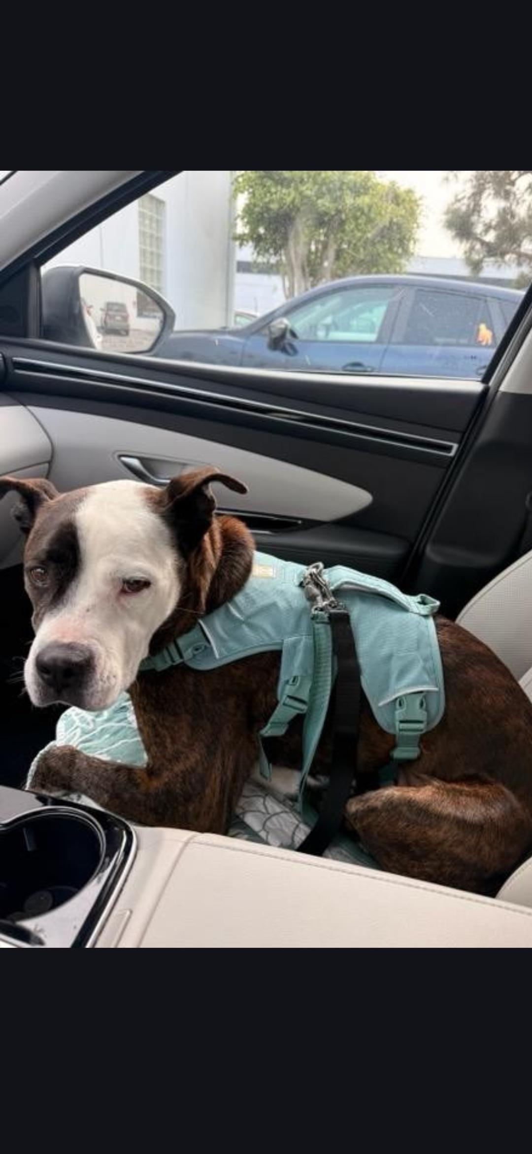 Enlarge Miss Tee Loves Females and Dogs, a ADOPTABLE mixed breed in Venice, CA image 6/6