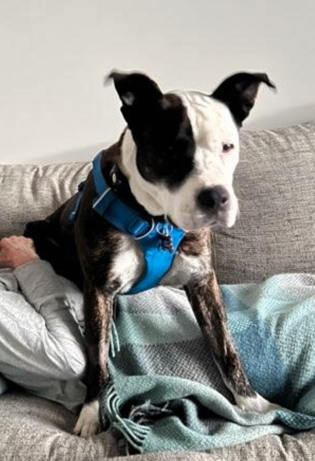 Enlarge Miss Tee Loves Females and Dogs, a ADOPTABLE mixed breed in Venice, CA image 1/6