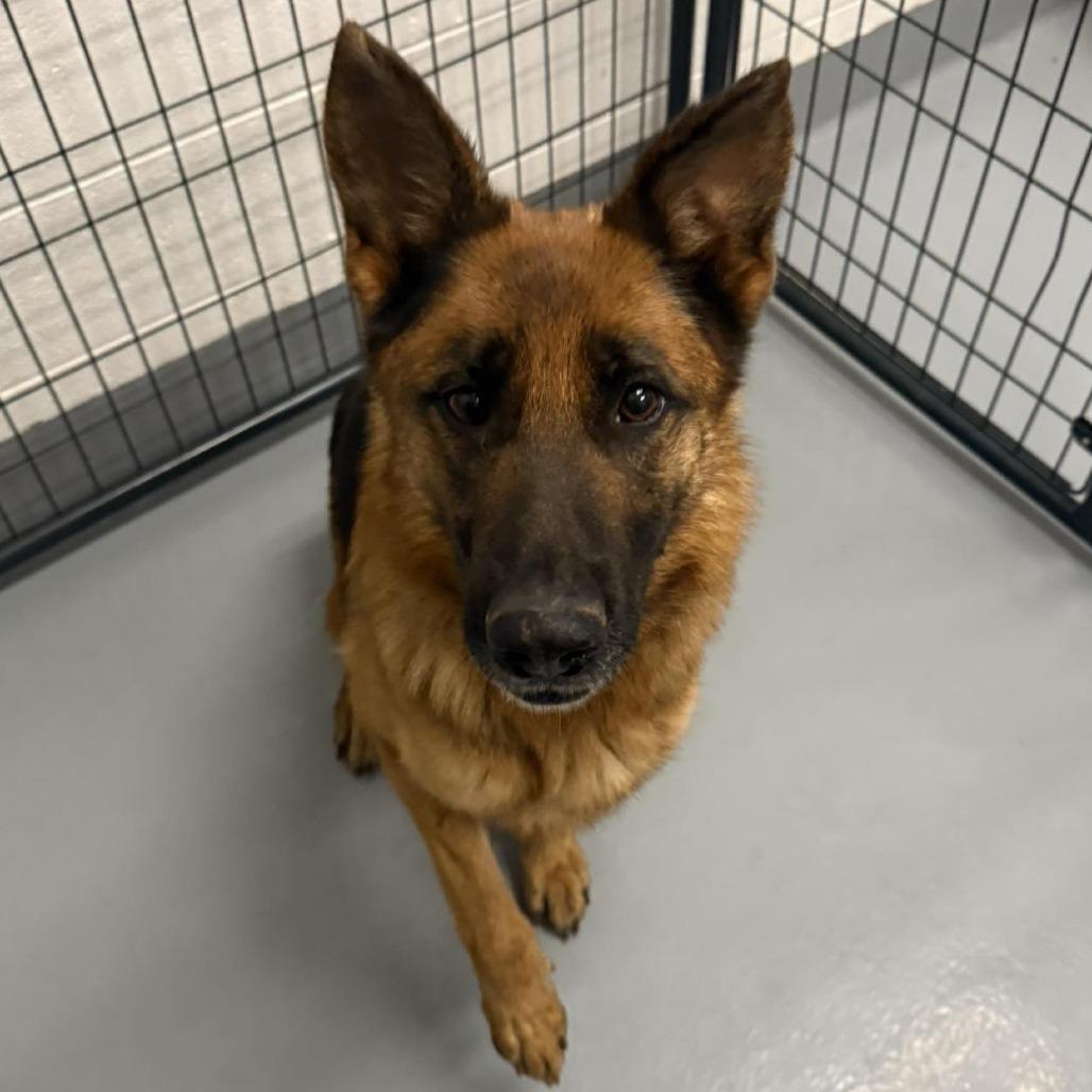 Molly, Adoptable, Adult Female German Shepherd Dog.