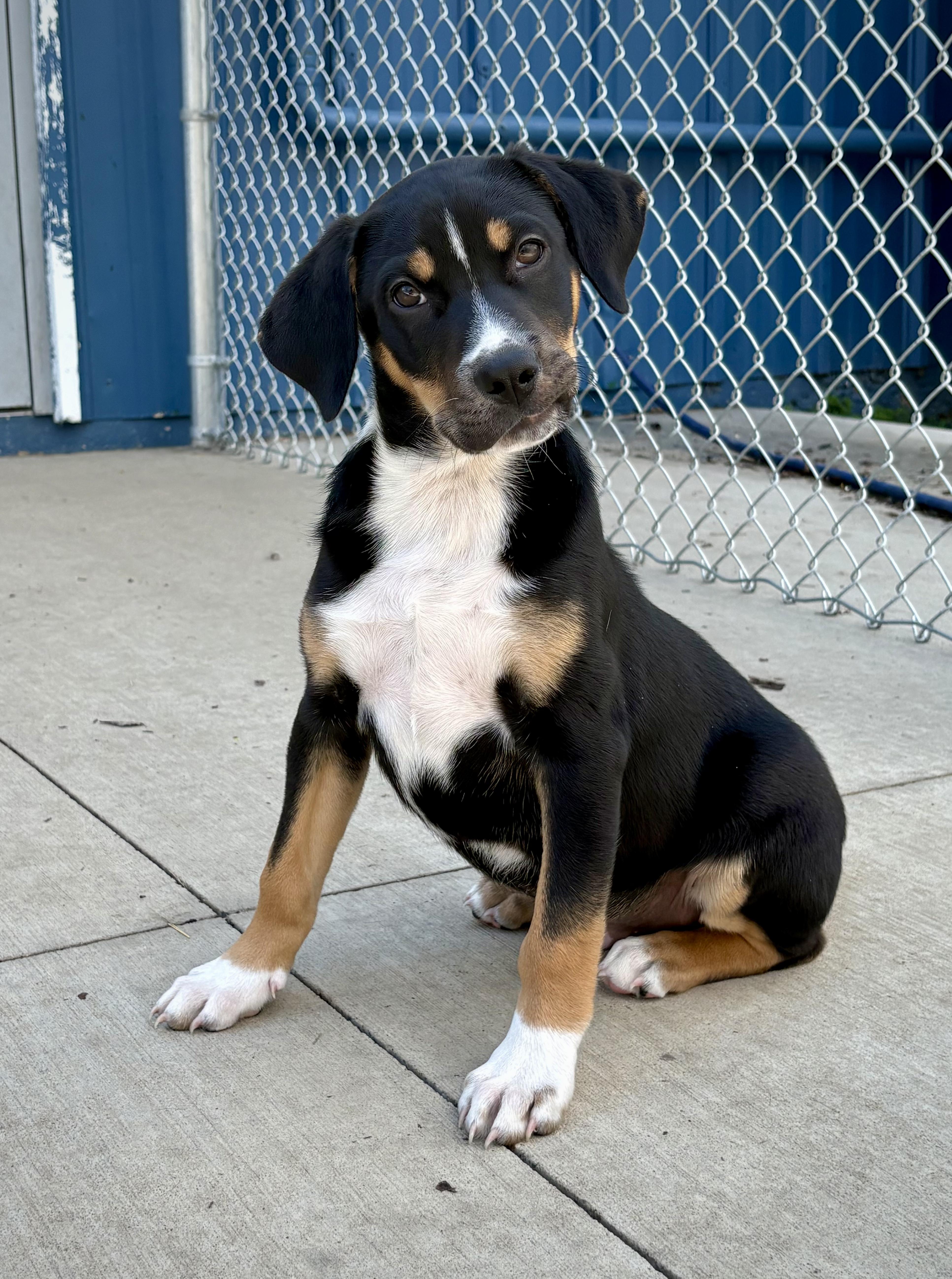 Enlarge Gilbert, a ADOPTABLE mixed breed in Kalamazoo, MI image 5/6