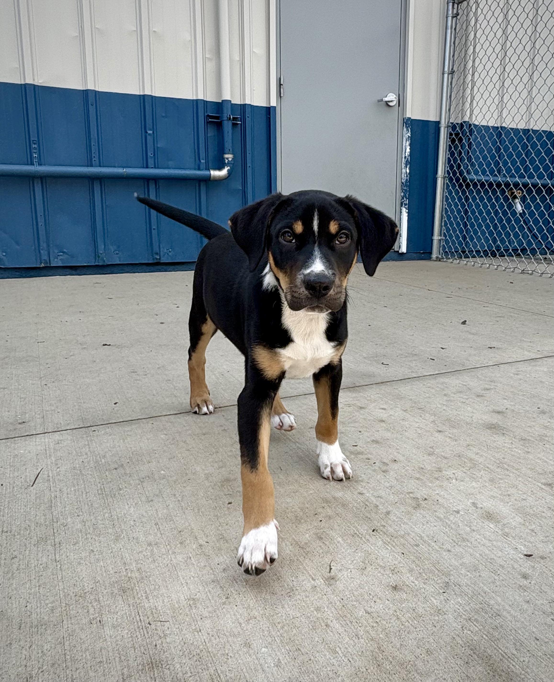 Gilbert, ADOPTABLE, Puppy Male Mixed Breed.