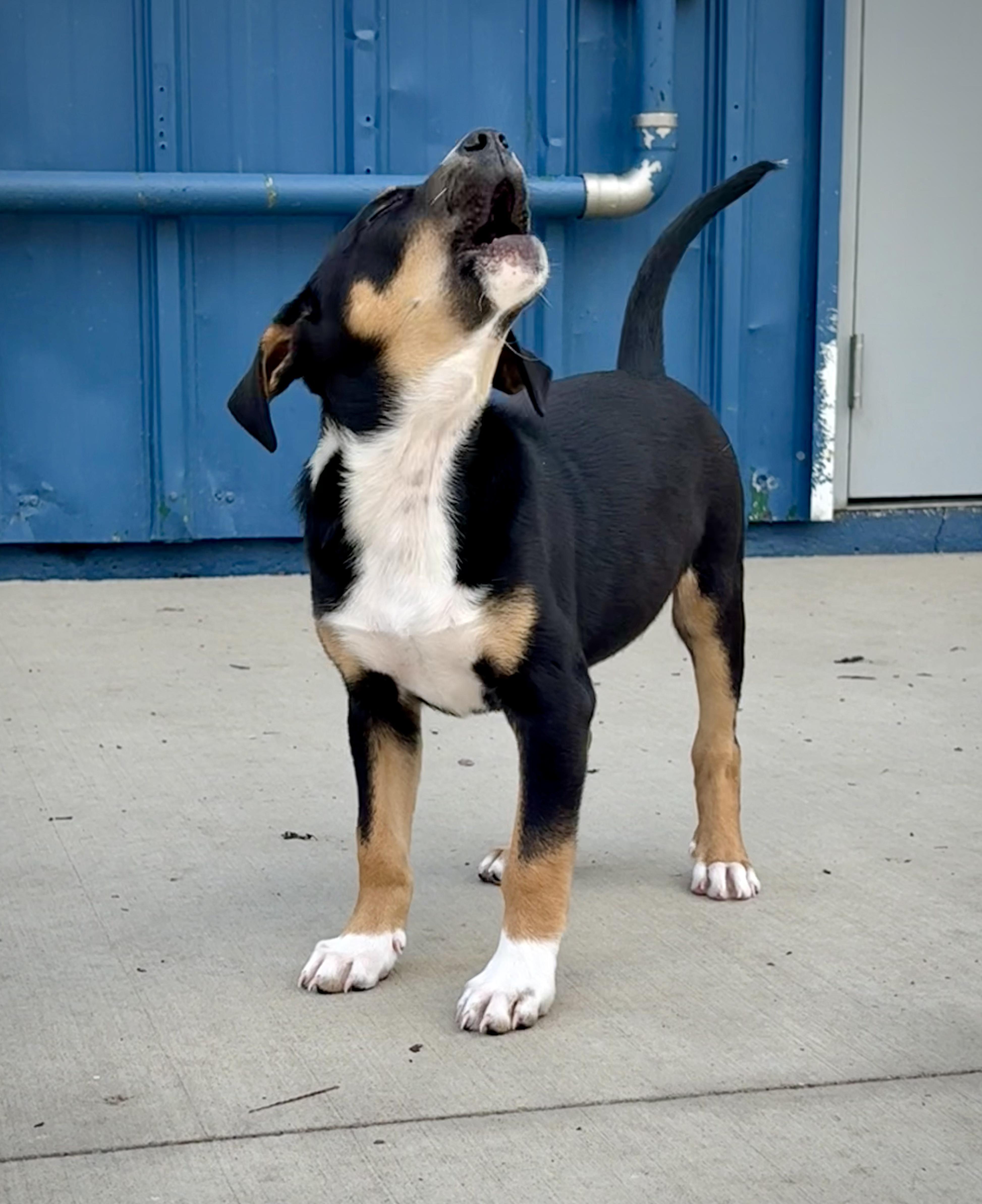 Enlarge Gilbert, a ADOPTABLE mixed breed in Kalamazoo, MI image 6/6