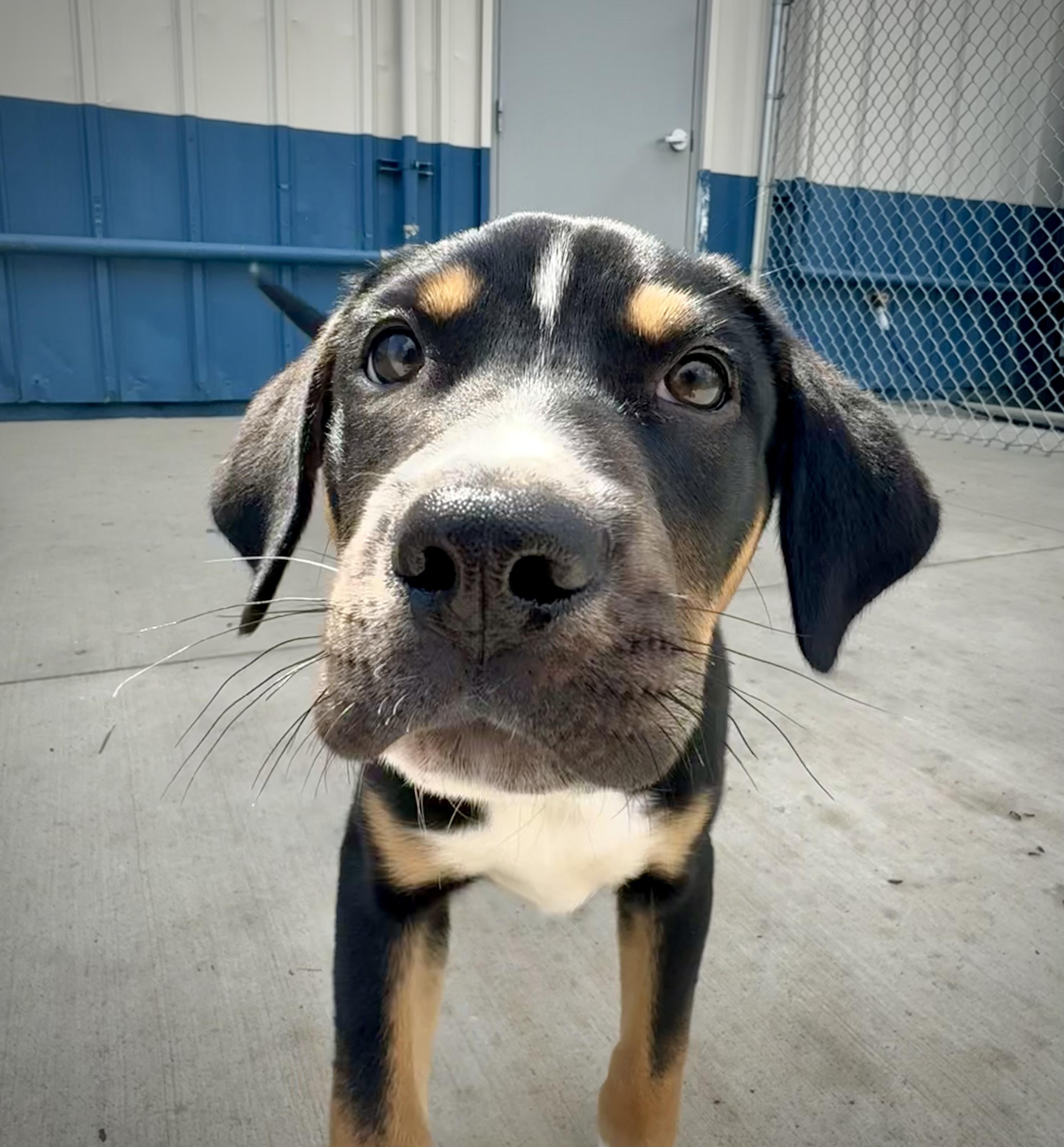 Enlarge Gilbert, a ADOPTABLE mixed breed in Kalamazoo, MI image 2/6