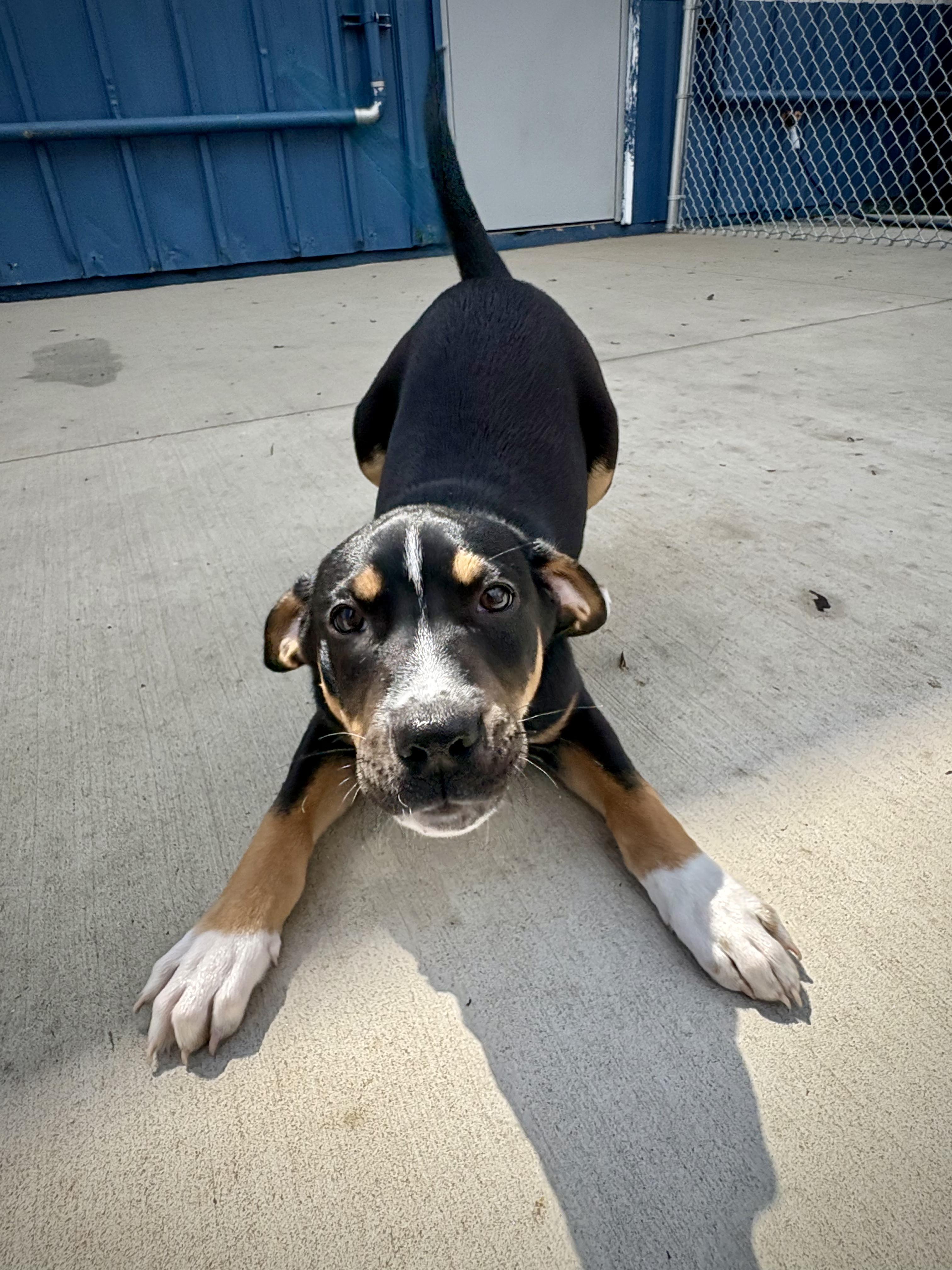 Enlarge Gilbert, a ADOPTABLE mixed breed in Kalamazoo, MI image 3/6