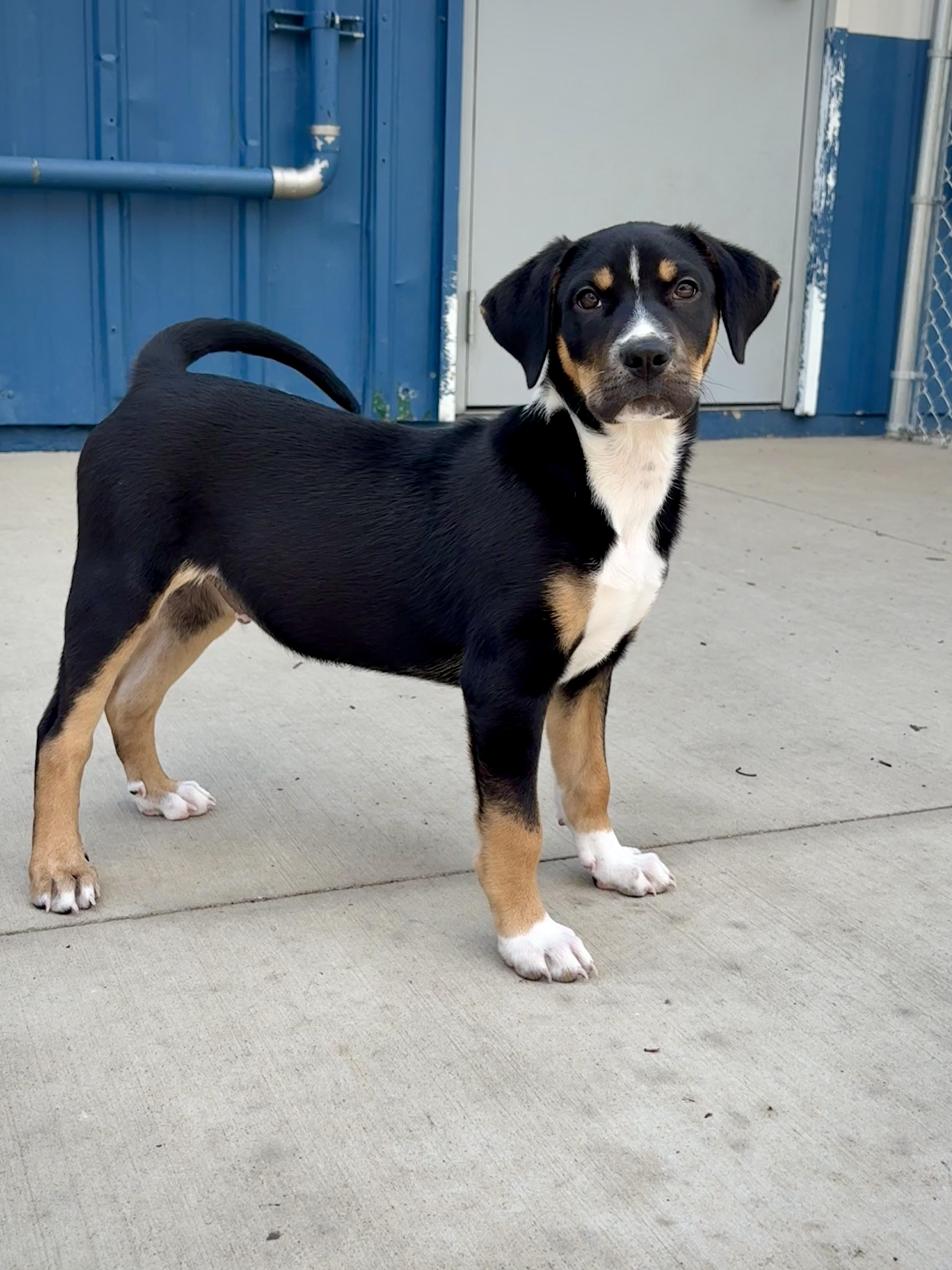 Enlarge Gilbert, a ADOPTABLE mixed breed in Kalamazoo, MI image 4/6