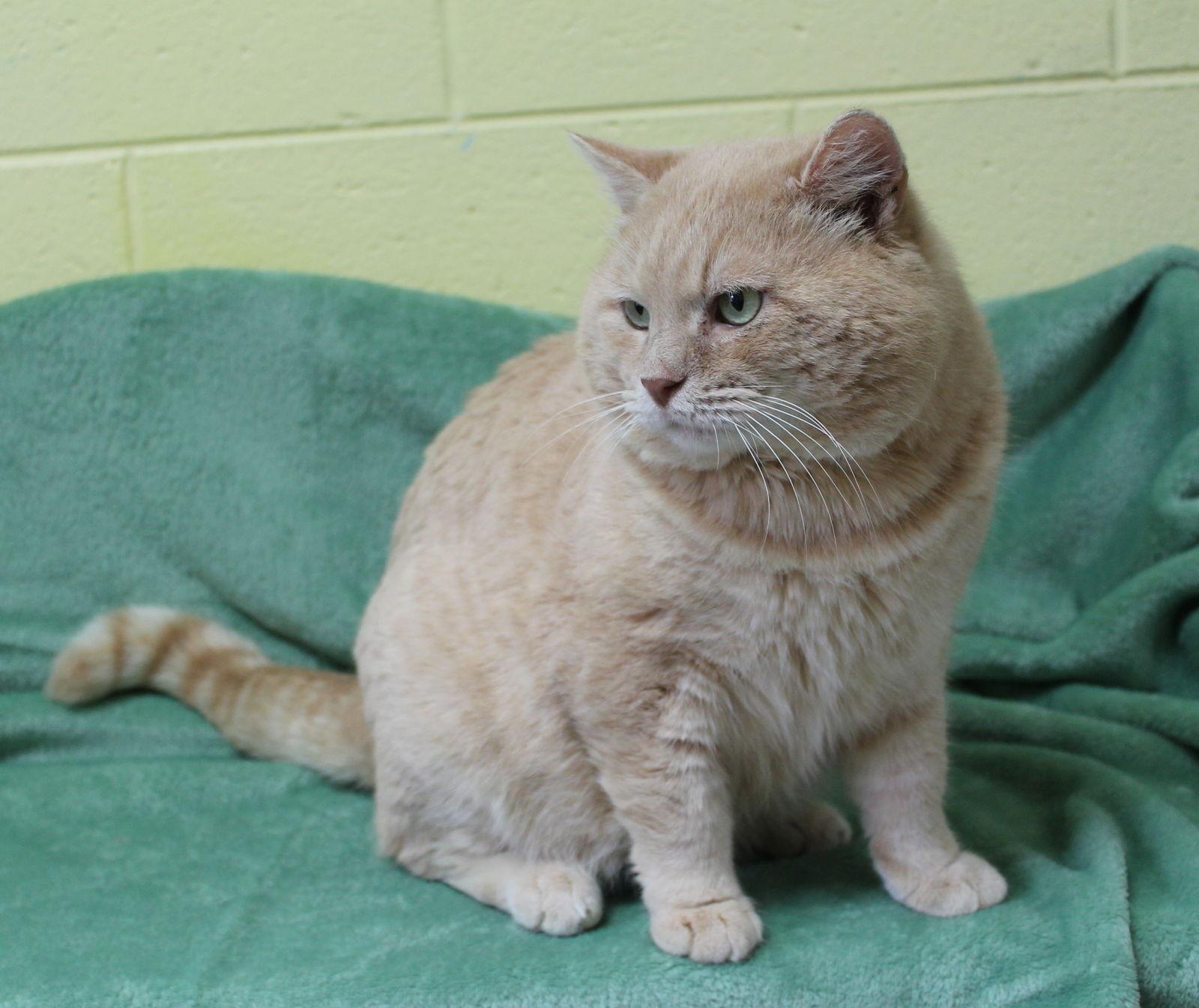 Davidson - 42964, Adopted, Adult Male Domestic Medium Hair & Tabby.