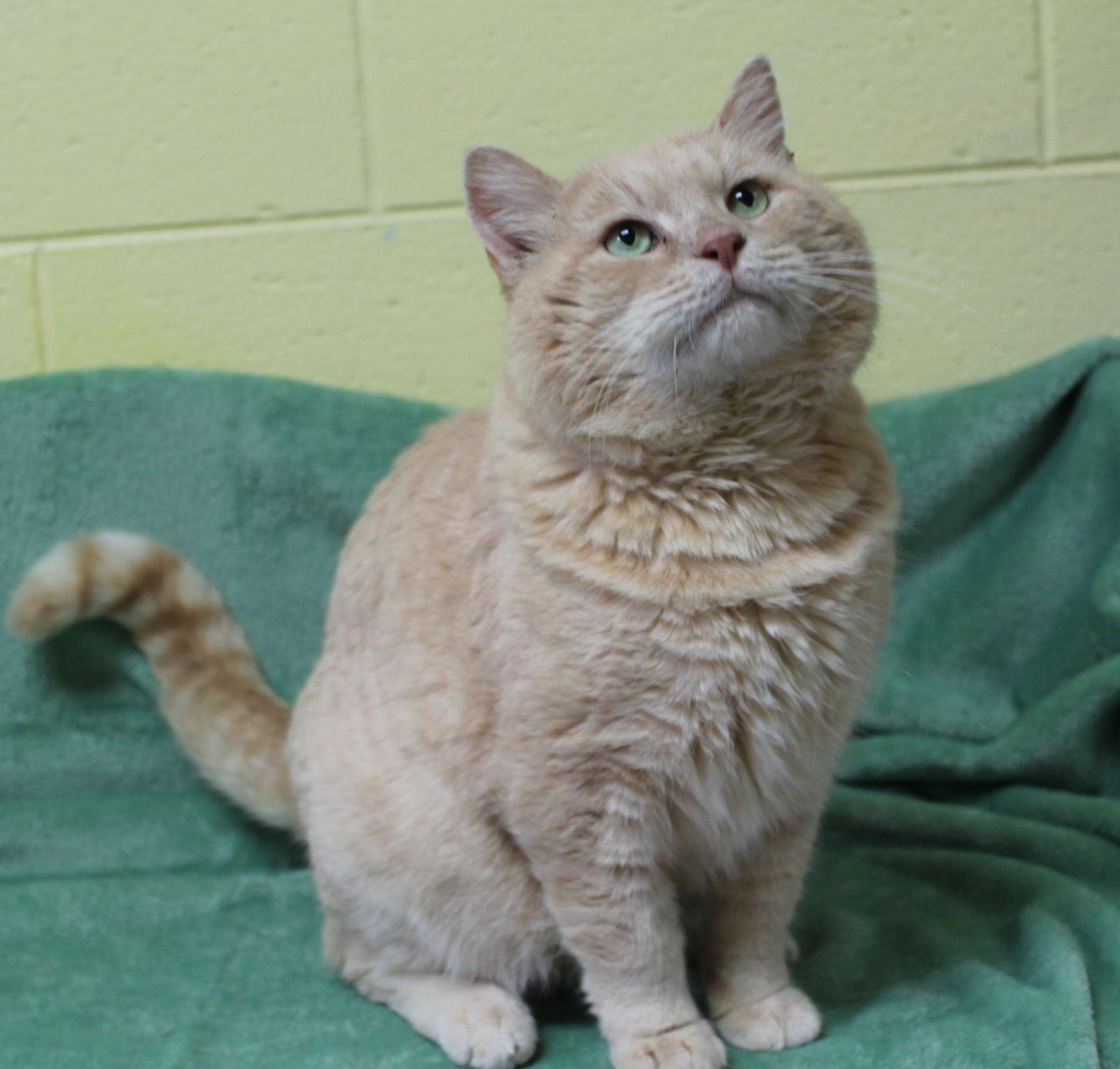 Enlarge Davidson - 42964, a Adopted mixed breed in Prattville, AL image 2/2