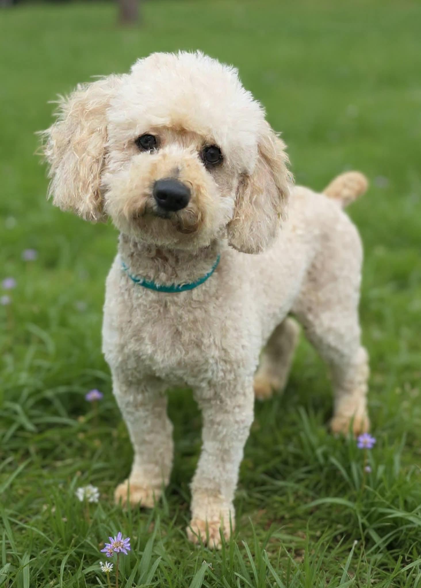 Enlarge Wilson , a ADOPTABLE Miniature Poodle in Wheelersburg, OH image 2/3