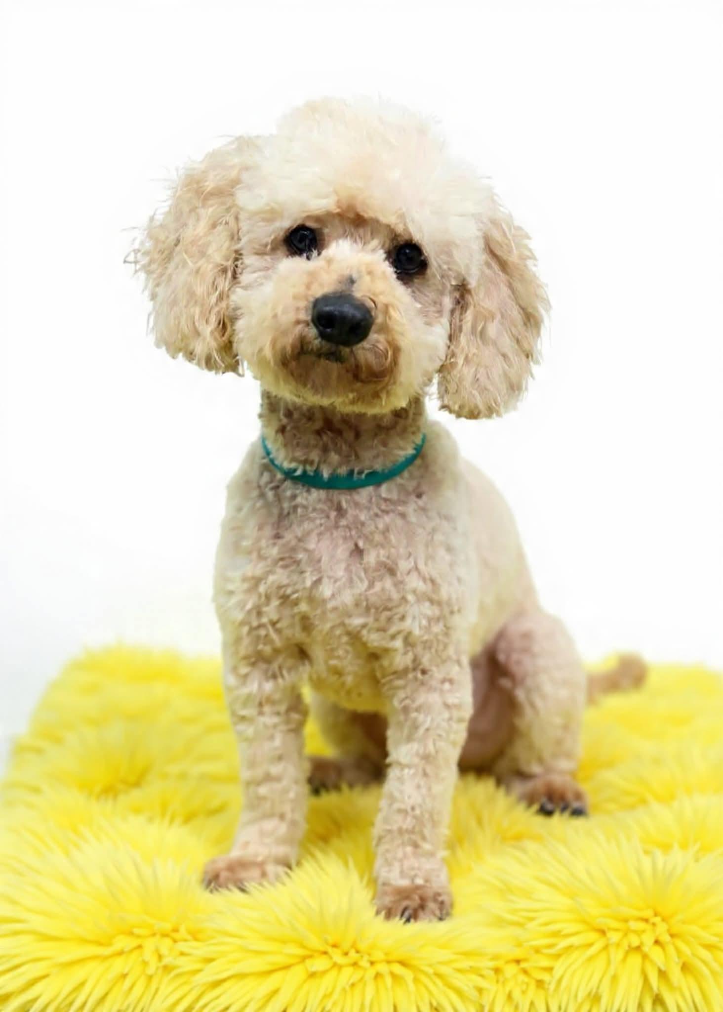 Enlarge Wilson , a ADOPTABLE Miniature Poodle in Wheelersburg, OH image 3/3