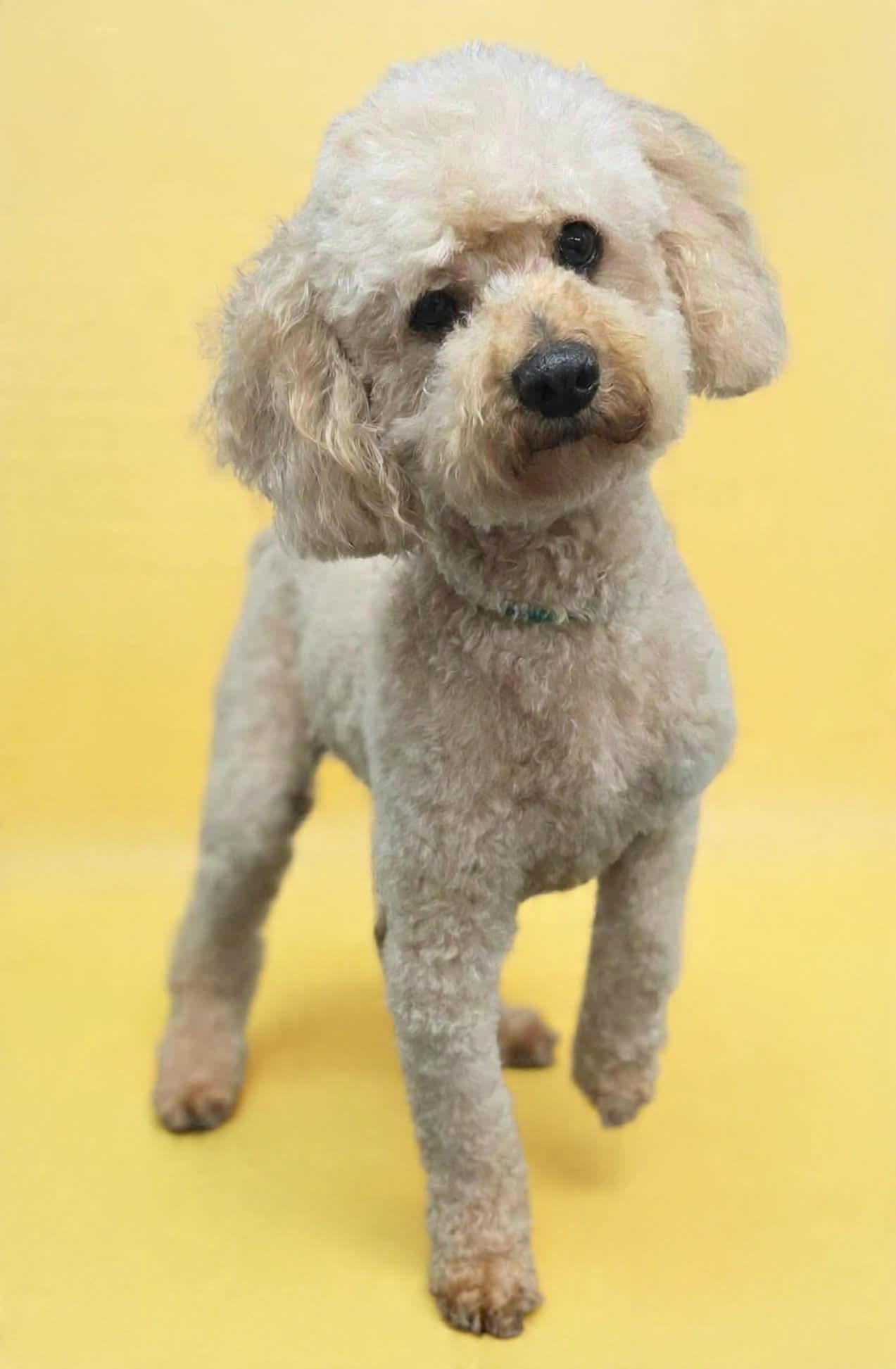 Wilson , ADOPTABLE, Puppy Male Miniature Poodle.