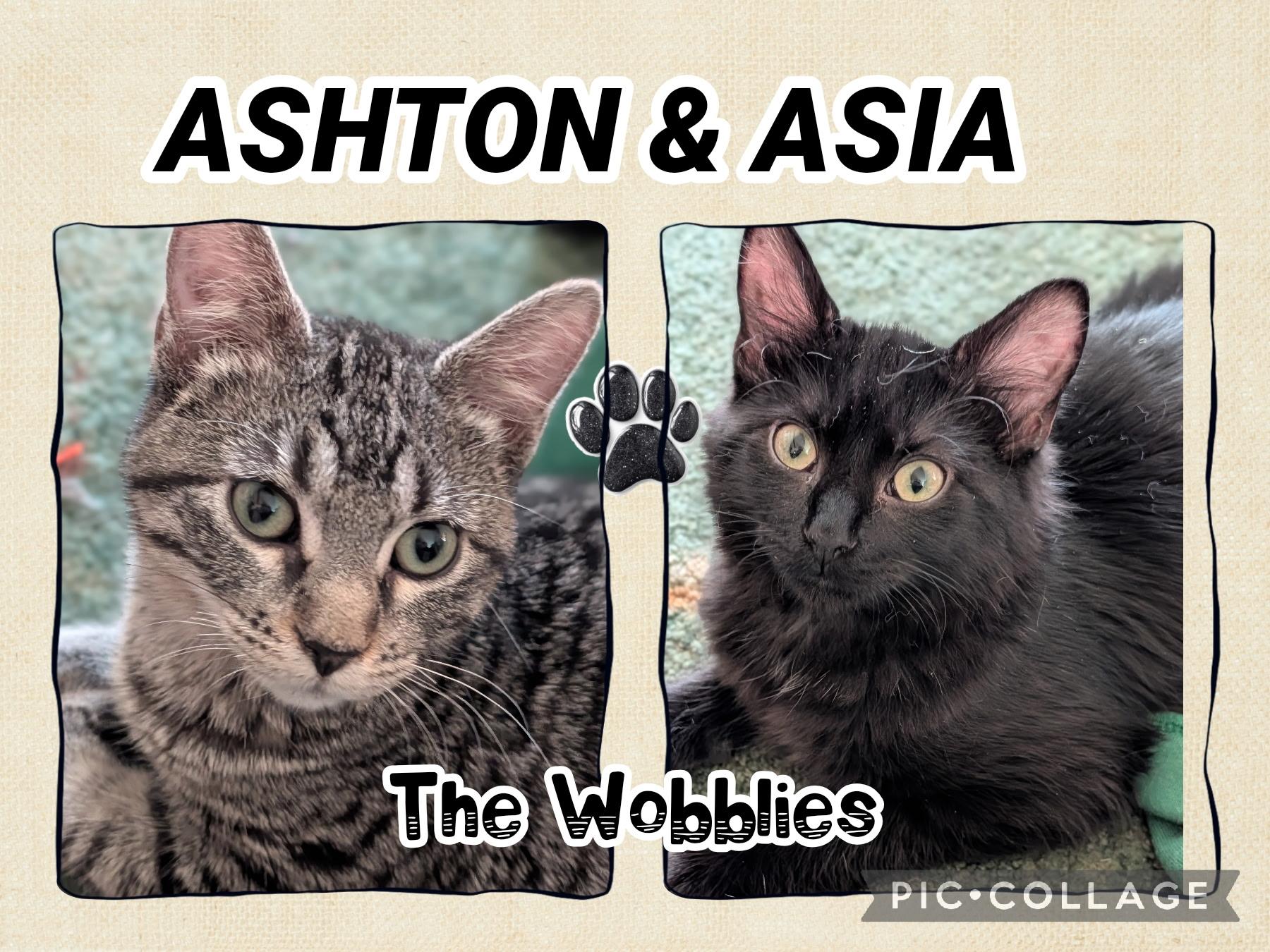 Ashton and Asia, ADOPTABLE, Kitten Female Domestic Medium Hair.