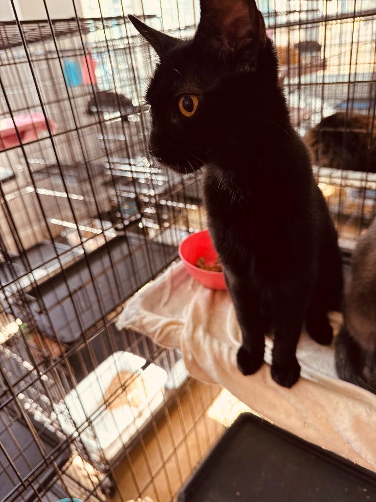 Polly 2, Adopted, Kitten Female Domestic Short Hair.